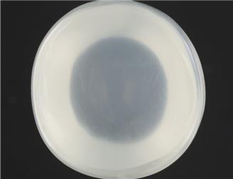 Natural Moon Stone (S) 11.57CTS-127436