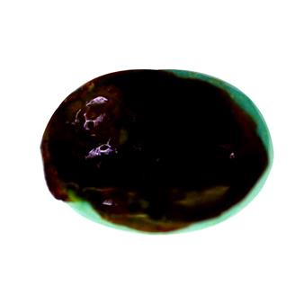 NATURAL TURQUOISE ( FIROJA ) 8.26 CTS (6286)